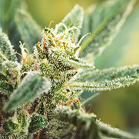 flowering