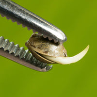 germination