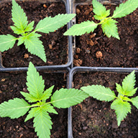 seedlings