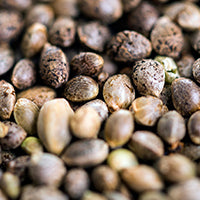 seeds