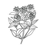 Caryophyllene-Icon