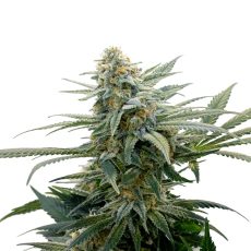 34 Street Seed Co Bubba Cheese