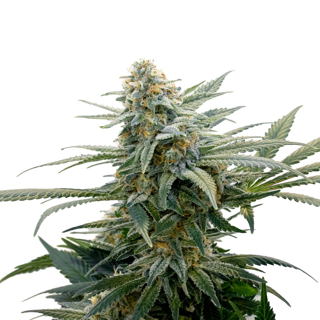34 Street Seed Co Bubba Cheese