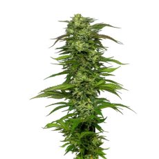 Humboldt Seed Co Dream Queen Auto