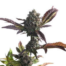 34 Street Seed Co Grandaddy Purps