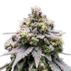Green Rose Seeds Crasher Breath Feminized