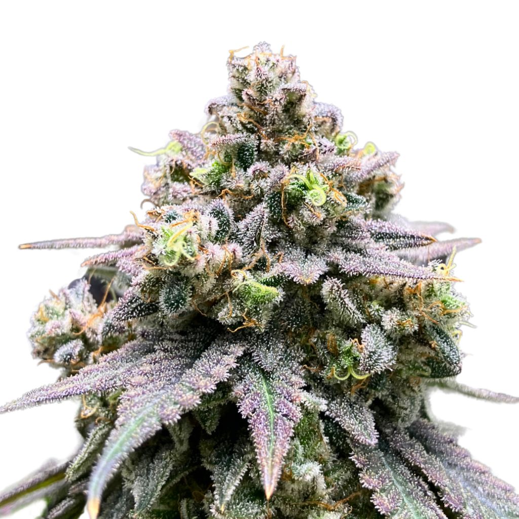 Green Rose Seeds Crasher Breath Feminized