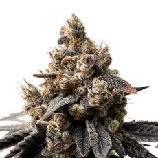 Green Rose Seeds Hot Tea Feminized