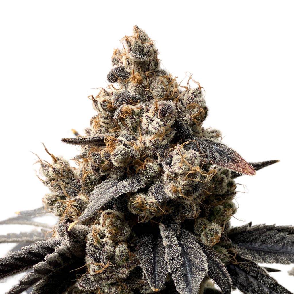 Green Rose Seeds Hot Tea Feminized