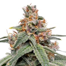 Green Rose Seeds Tangerine T Bone F3 Feminized