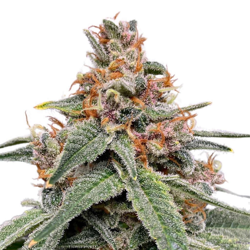 Green Rose Seeds Tangerine T Bone F3 Feminized