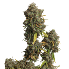 34 Street Seed Co Jack Herer