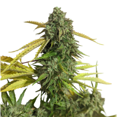 34 Street Seed Co OG Kush
