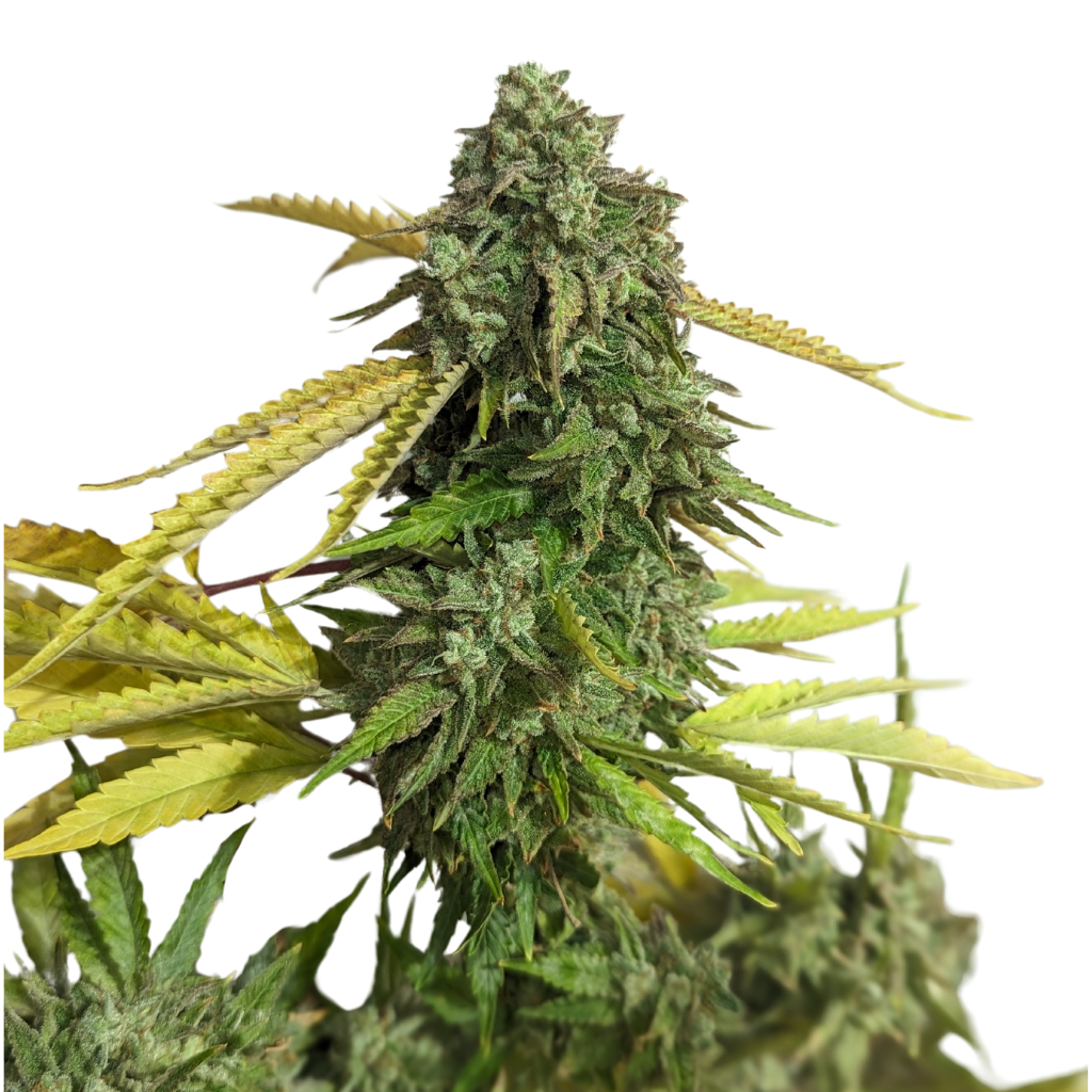 34 Street Seed Co OG Kush