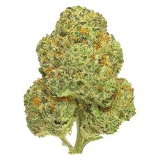 San Rafael 71 Chemango Kush
