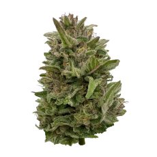 Deelish Pretty Chill Indica